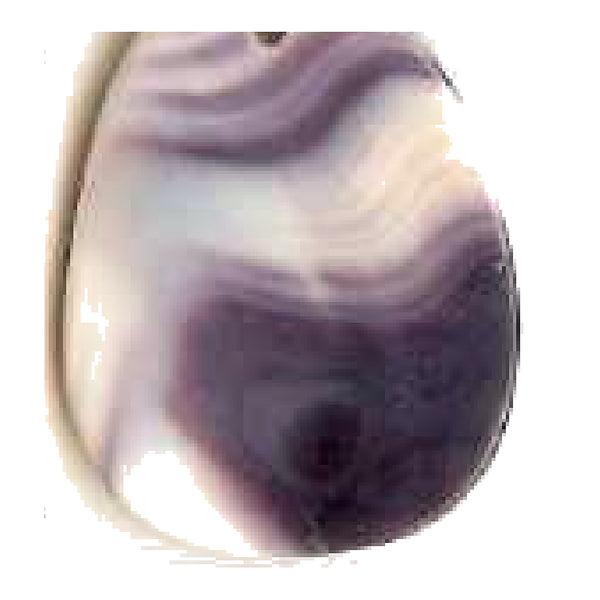 Wampum 5295 quahog shell