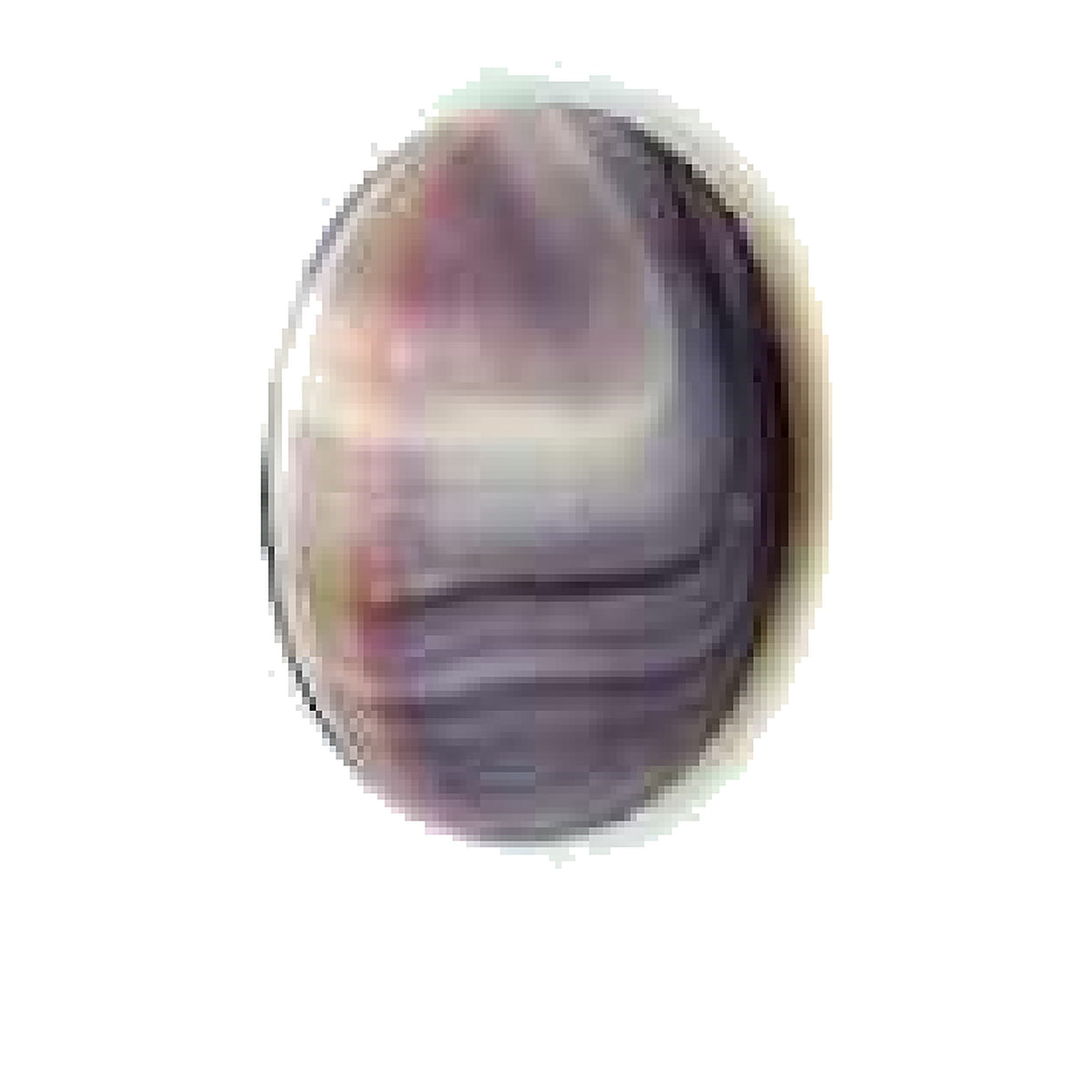 Wampum 5530 quahog shell