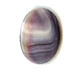 Wampum 5530 quahog shell