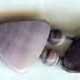 BN6049 wampum