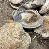 Quahog Shells on the Sand — portrait (rotated)