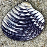 P3400 Quahaug Large 30mm Wampum Natural Sterling Silver Pendant